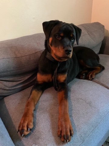 Rottweiler – Dream needs a new home 🙏🏾