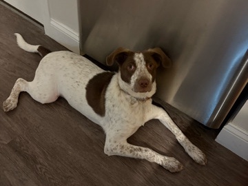 Rehome: Gorgeous GSP mix puppy 