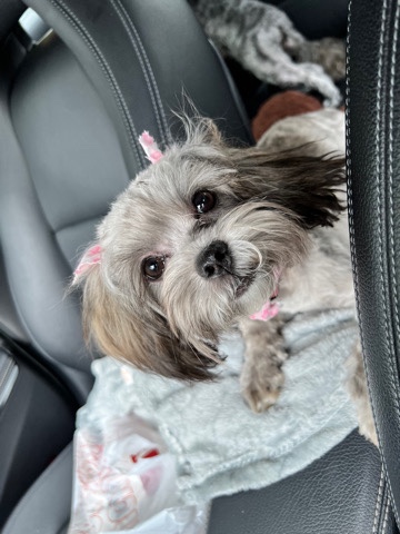 Poodle – willing to negotiate asking price (toy poddle)