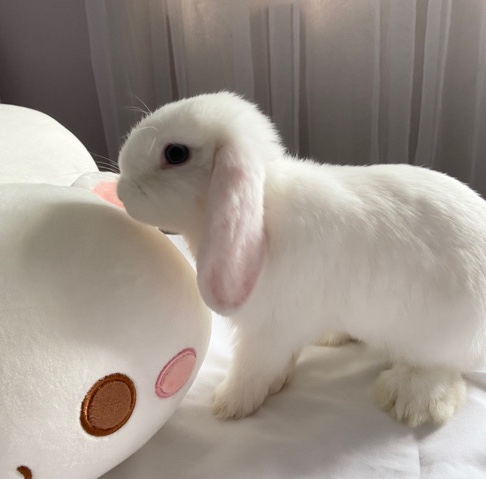 Holland Lop – Rehome Bunny