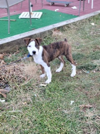 American Pit Bull Terrier – Brown and White Pit bull