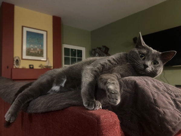 American Shorthair – Misty – Inglewood