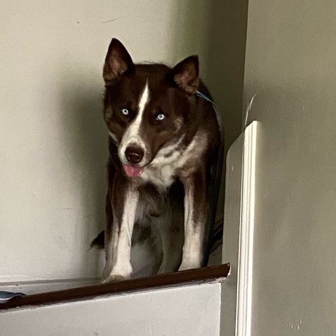 Siberian Husky – Young Husky In Need Of Home!!