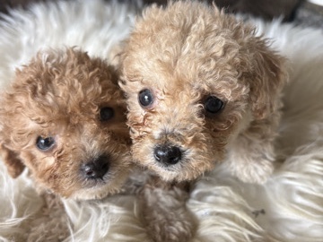 Poodle – Toy Poodles – Austell