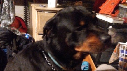 Rottweiler – Loveable rottweiler
