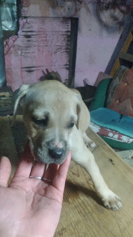 beautiful puppies