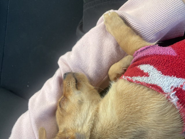 Chihuahua – teacup chihuahua – Waddell