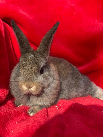 Mini Lop – mini lop baby rabbits for sale