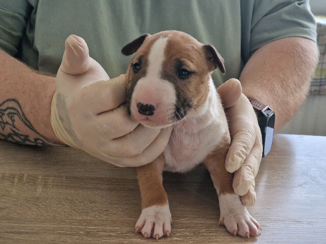 Bull Terrier (Miniature) - mini bull terrier  available for adoption in Diepenau