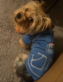 Yorkshire Terrier – chorkie for sale willing to negotiate
