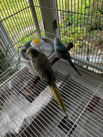 Need to rehome birds fast because we are moving