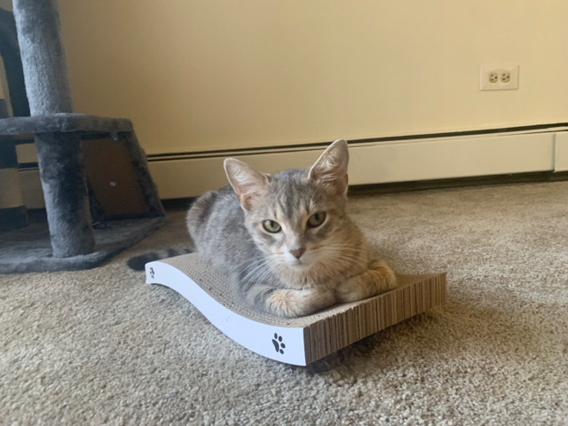American Shorthair – Shorthair microchipped/spayed/vaccine up to date