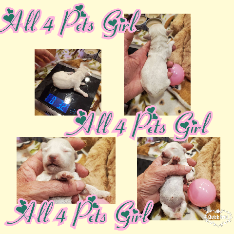 Miniature Schnauzer – All 4 Pets schnauzer babies