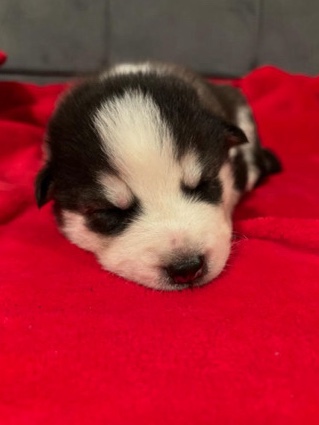 huskie puppy 4 weeks old