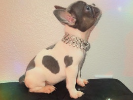 French Bulldog - frenchie pup looking for loving home available for adoption in Las Vegas