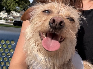 Adopt Cairn Terrier Loving Terrier Mix Looking For A New Home in Gardena