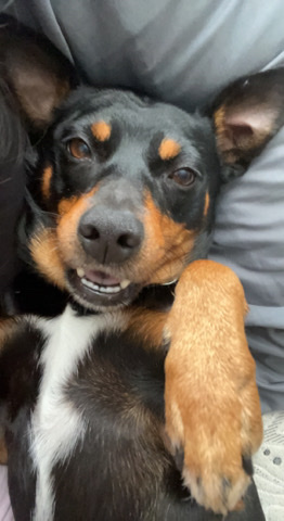 Doberman Pinscher – Mini Pinscher/