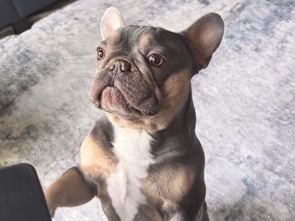 French Bulldog – Male Frenchie 3 yrs old – Sacramento