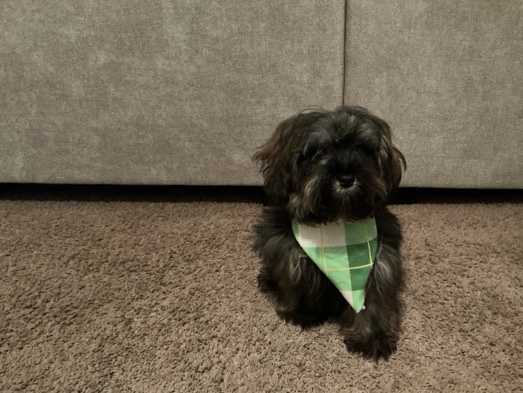Maltipoo – Maltipoo – Indianapolis