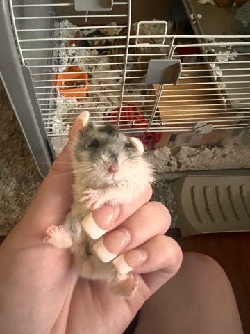 Female hamster