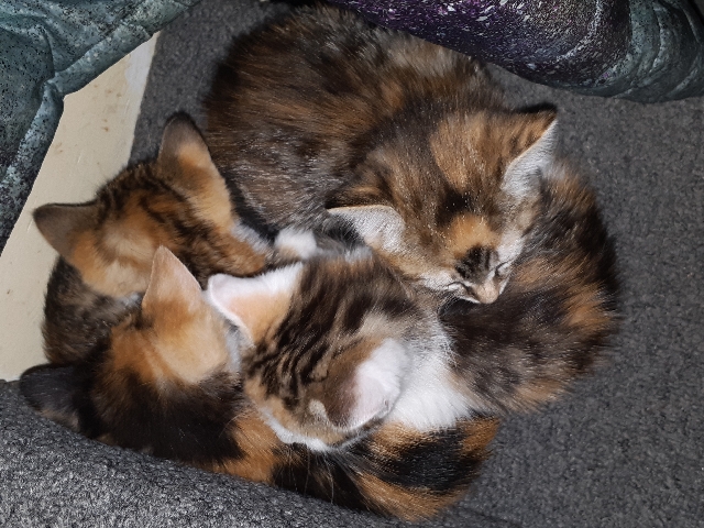 cute kittens available now!!