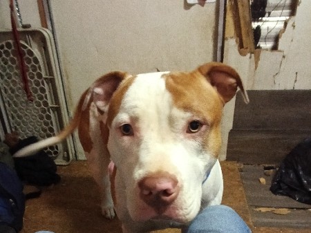 American Pit Bull Terrier – xl bully – Winnie