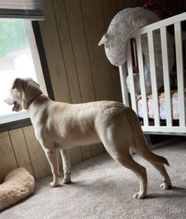 Golden Retriever – for sale