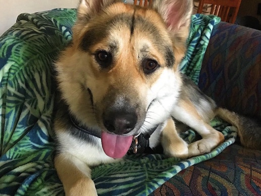 German Shepherd – German shepherd husky – Las Vegas