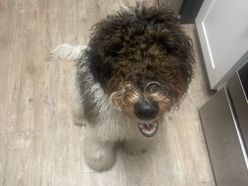 Poodle – Bernese Doodle
