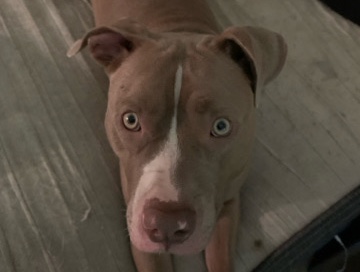 American Pit Bull Terrier – Friendly American Pit Bull Terrier – 1 Year 8 Months Old – Carlsbad