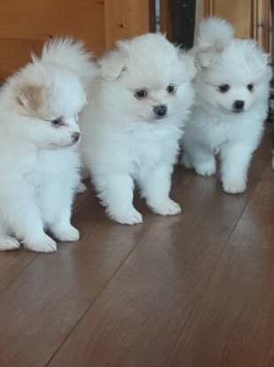 Pomeranian – Pomeranian Puppies
