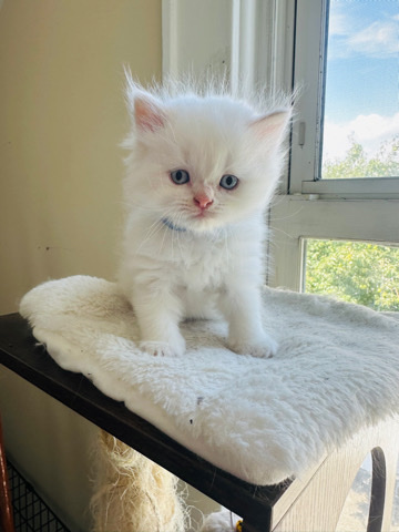 Persian (Modern) – Persian kittens