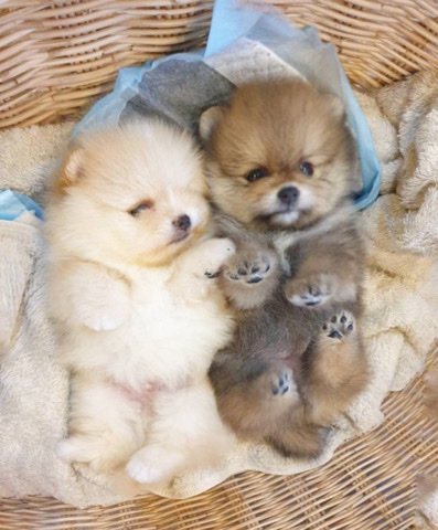 Pomeranian – Pomeranian puppies for rehoming