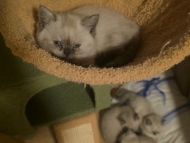 Persian (Traditional) – persian/british baby katzen – Köln