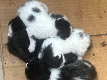 mother cat and kittens – Commerce Township