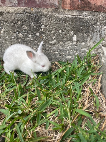 rabbits for sell 