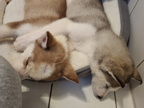 Image of Siberian Husky