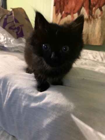 Ojos Azules – Azules Kittens