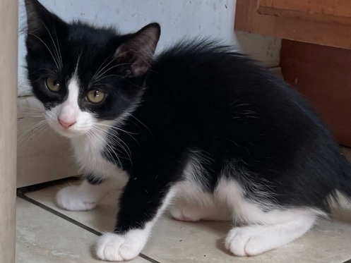 Three Incredibly Sweet & Sociable Kittens (2 Boys, 1 Girl) – Hawthorne