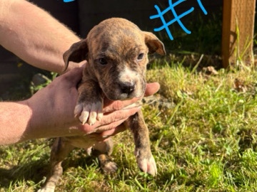 Mixed Breed - Pit Corso Puppy available for adoption in Tukwila
