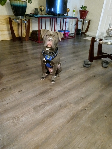 American Staffordshire Terrier – Selling American Staffordshire Terrier 1yr7 months