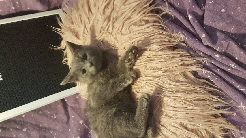 Grey mixed breed