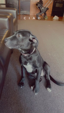 Labrador Retriever – Millie