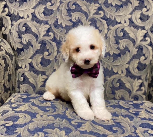 Cavapoo – Gorgeous Cooper
