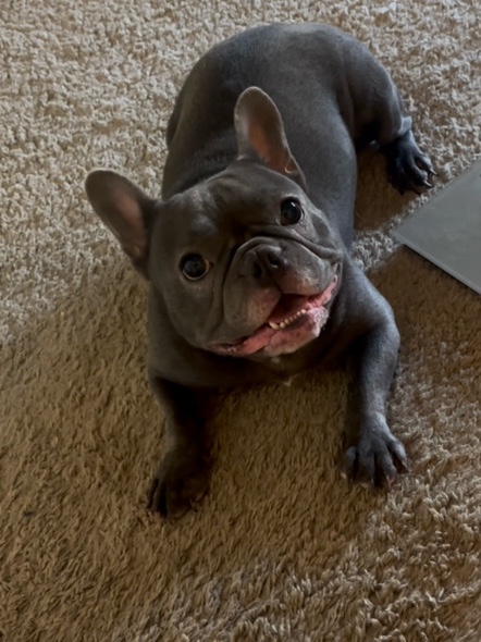 French Bulldog – Frenchie Needs Love – Buckeye