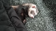 ferret – Ferret with 3 story cage for sale