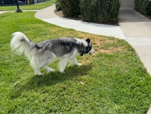 Siberian Husky – say hello to rocko – Ramona