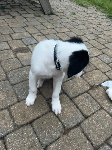 selling dog