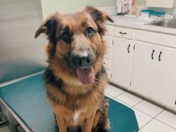 German Shepherd – German Shepard