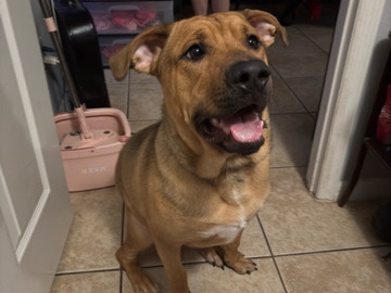 American Pit Bull Terrier – 🐾 Looking to Rehome Our Sweet Boy 🐾 – Longwood